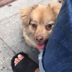 Meet your Posher, Benito